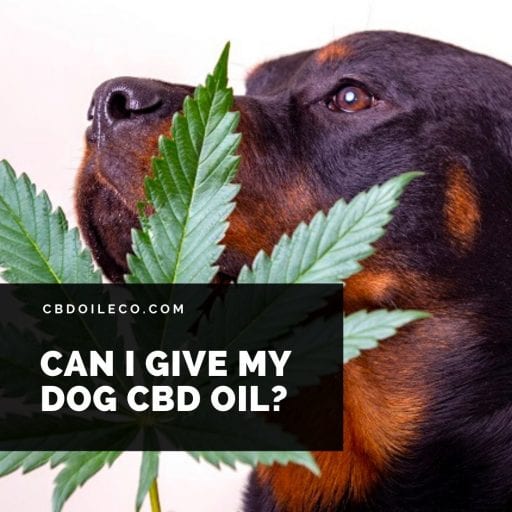 CBD For Dogs - Can I Give My Dog CBD Oil - Cbdoileco.com