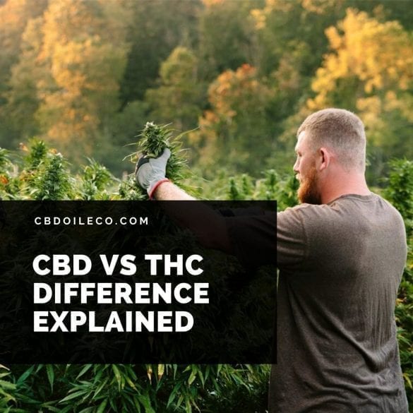 CBD Vs THC - The Difference Explained - Cbdoileco.com