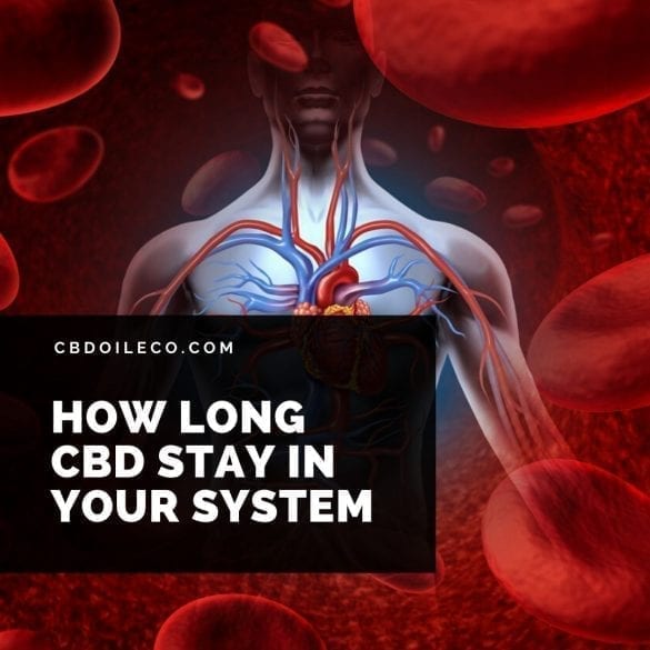 How Long CBD Oil Stay In Your System?